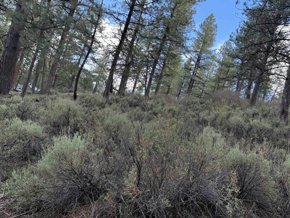 before brush removal