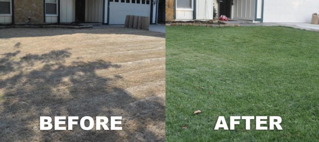 Grass brought back to life before and after